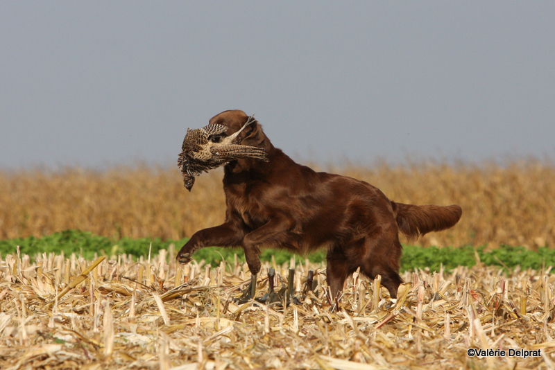 Field Erstein 09 (119).JPG